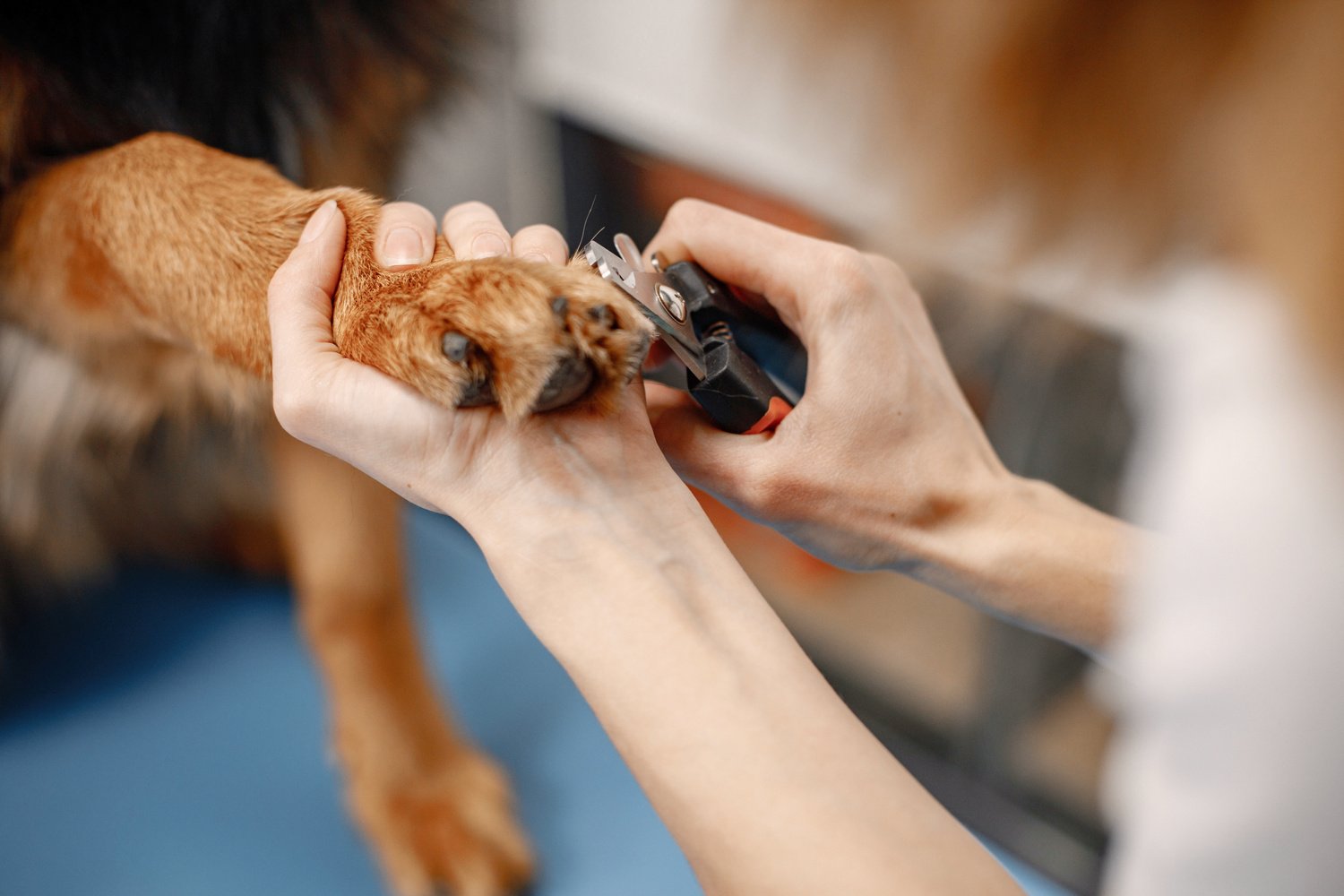 Dog Groomer Clipping a Dog's Toe Nails 