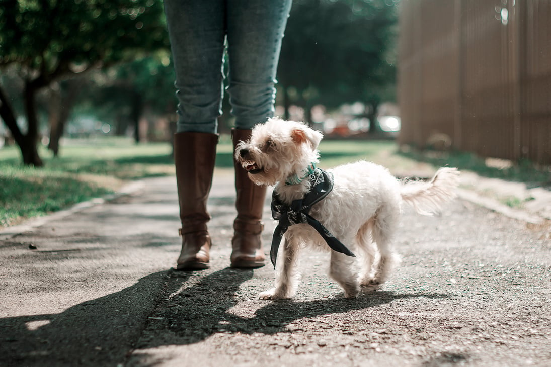 Woman Taking Pet Dog with Bandana Collar for a Walk